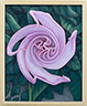 Unfurling Moonflower